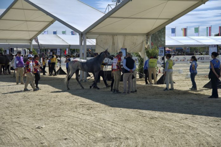 Campionatul mondial de anduranță ecvestră, găzduit la Buftea cu standarde internaționale