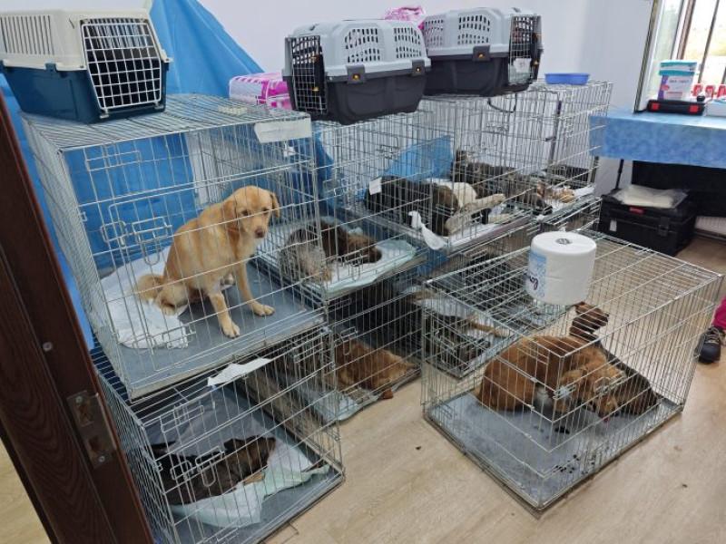 Primăria Cernica informează deținătorii de câini despre obligațiile legale privind sterilizarea și înregistrarea