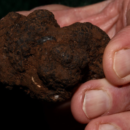 Doi bărbați prinși cu trufe de peste 6 kilograme colectate ilegal în Bacău