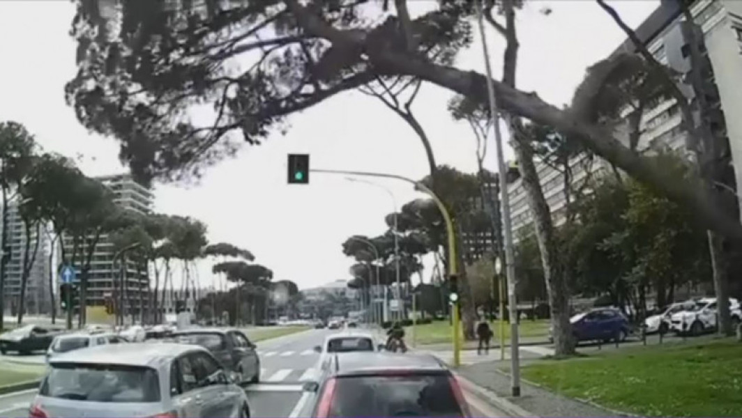 Pin de peste 15 metri a căzut peste mașini în Roma: Românul a surprins imagini șocante!