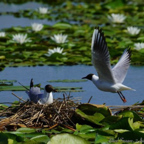 Ziua Lacului Snagov: Un apel la conservarea unui ecosistem fragil